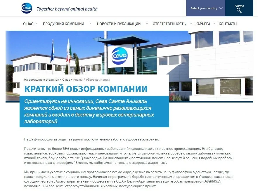 виды контента  обзор компании